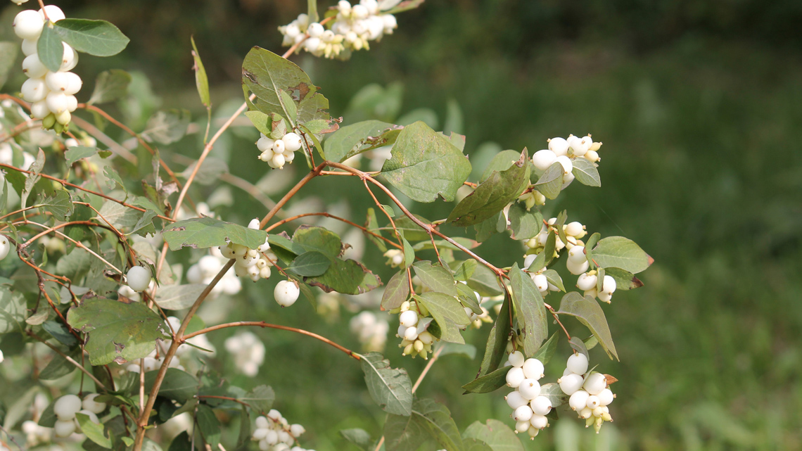 Clusters of small white bell-shaped flowers growing on long skinny branches with leaves