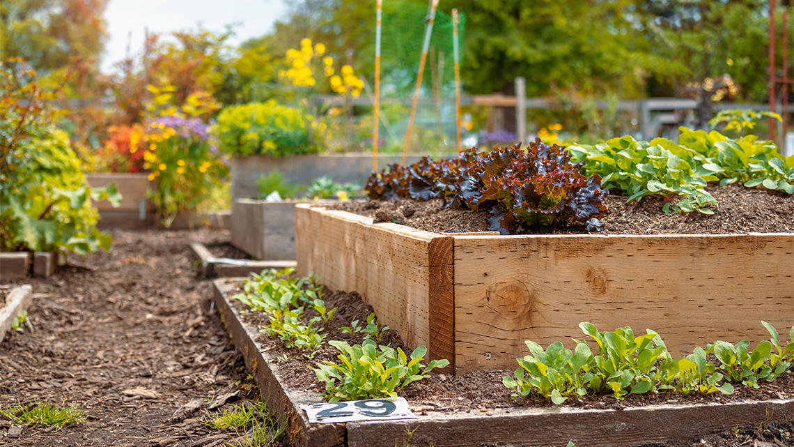 Wooden garden beds in a community garden, filled with a variety of plants.