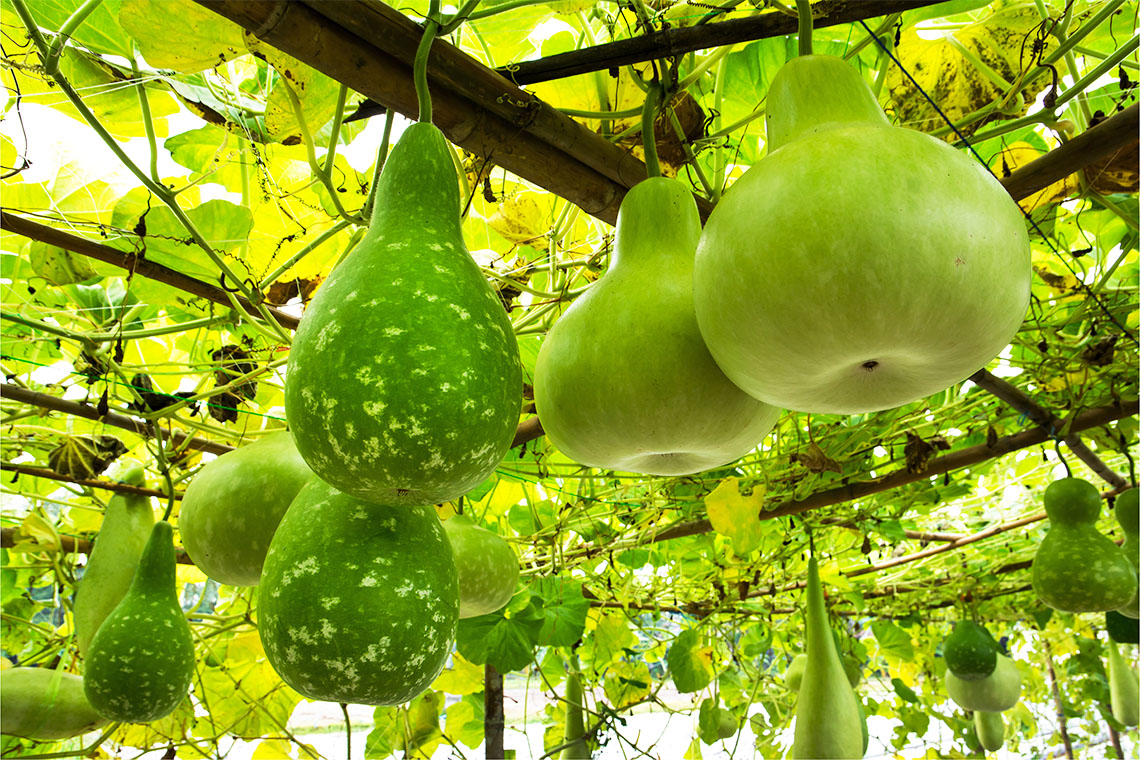 Calabash fruit growing on its vine.