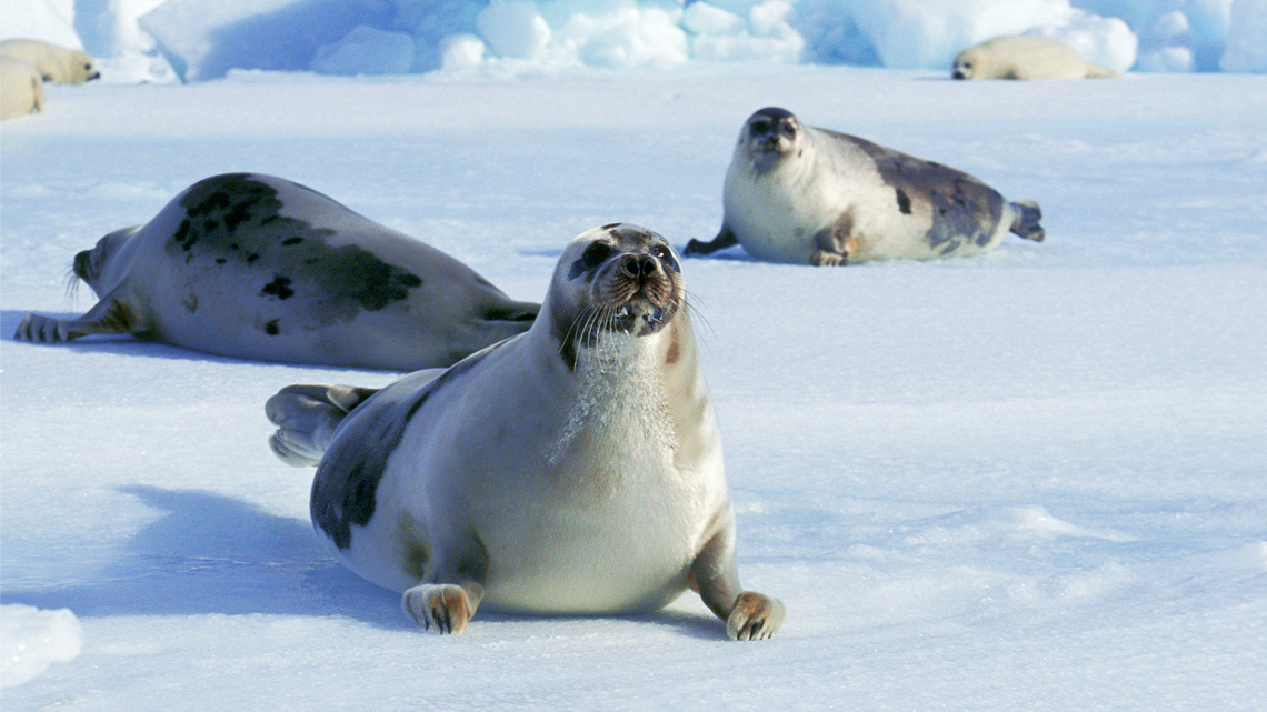 Three harp seals with shiny fur and whiskers lie on the ice, surrounded by snow. Their colours vary, with black patterns on their backs.