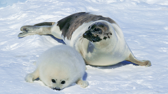 Two harp seals on an ice patch. The smaller one has fluffy white fur. The larger one has shiny gray fur and dark marks on its back.