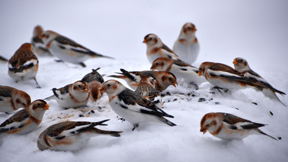 A group of small birds called snow buntings. They are eating seeds on the snow-covered ground.