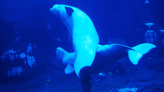 Two beluga whales swimming under water. They each have 2 flippers, a bulging forehead, and a short, blunt snout.