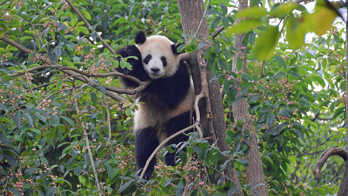 A furry panda, shown from the front, with its face clearly visible, hanging in a big leafy tree.