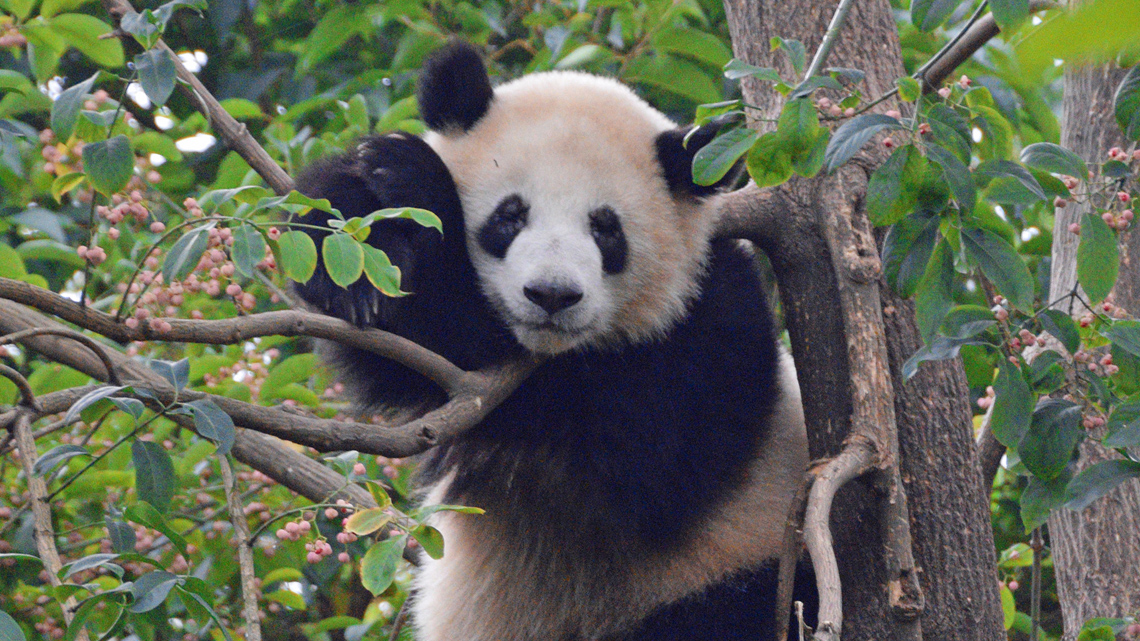 A close-up of the real panda, shown from the front, with its face clearly visible, hanging in a big leafy tree. Its fur is fluffy.