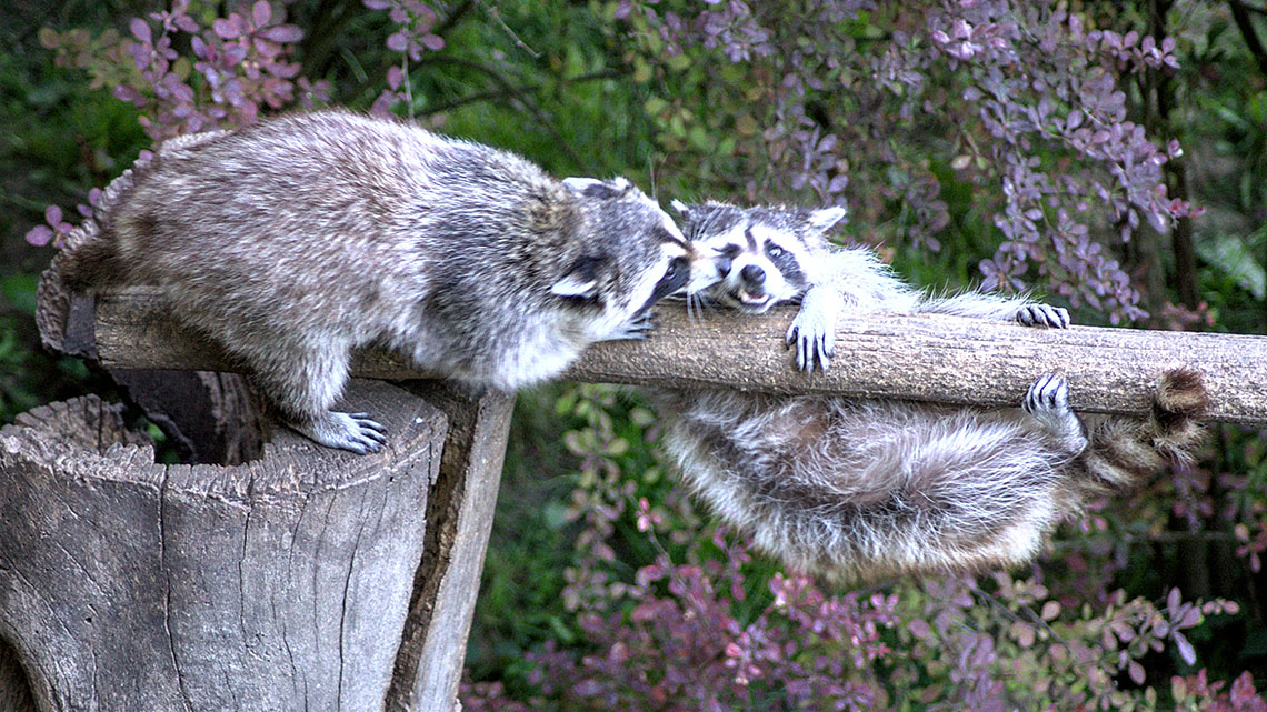 Two raccoons hanging on a branch of a tree.