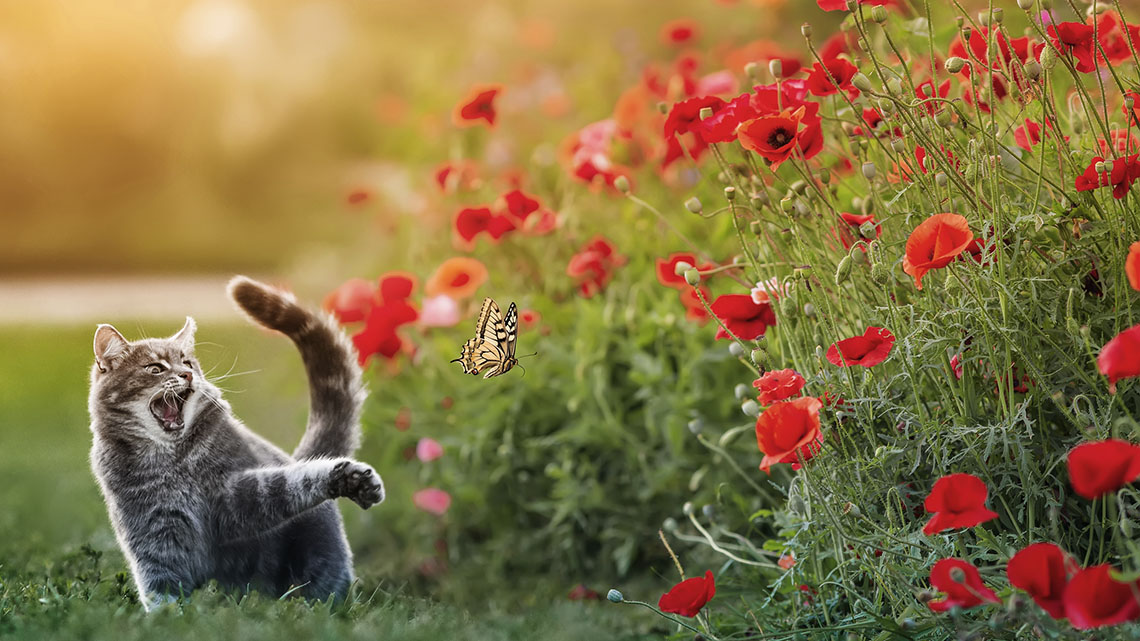 A cat with its claws out staring down a butterfly near a bush of flowers.
