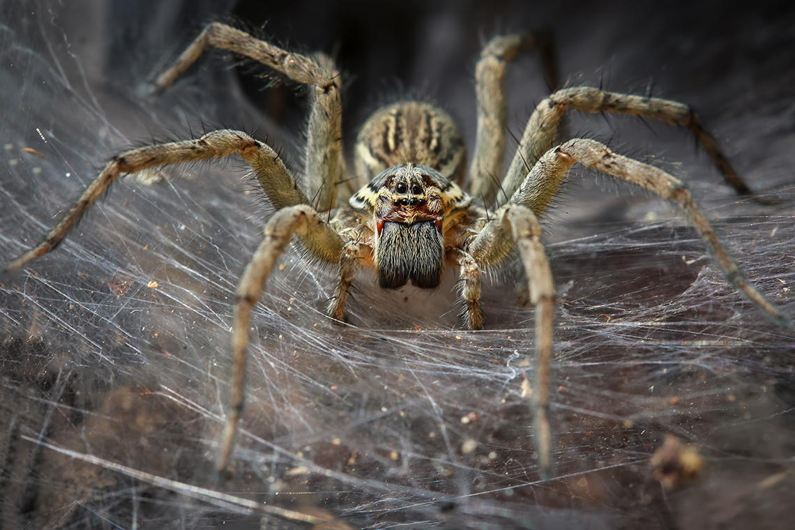 A large spider on a web.