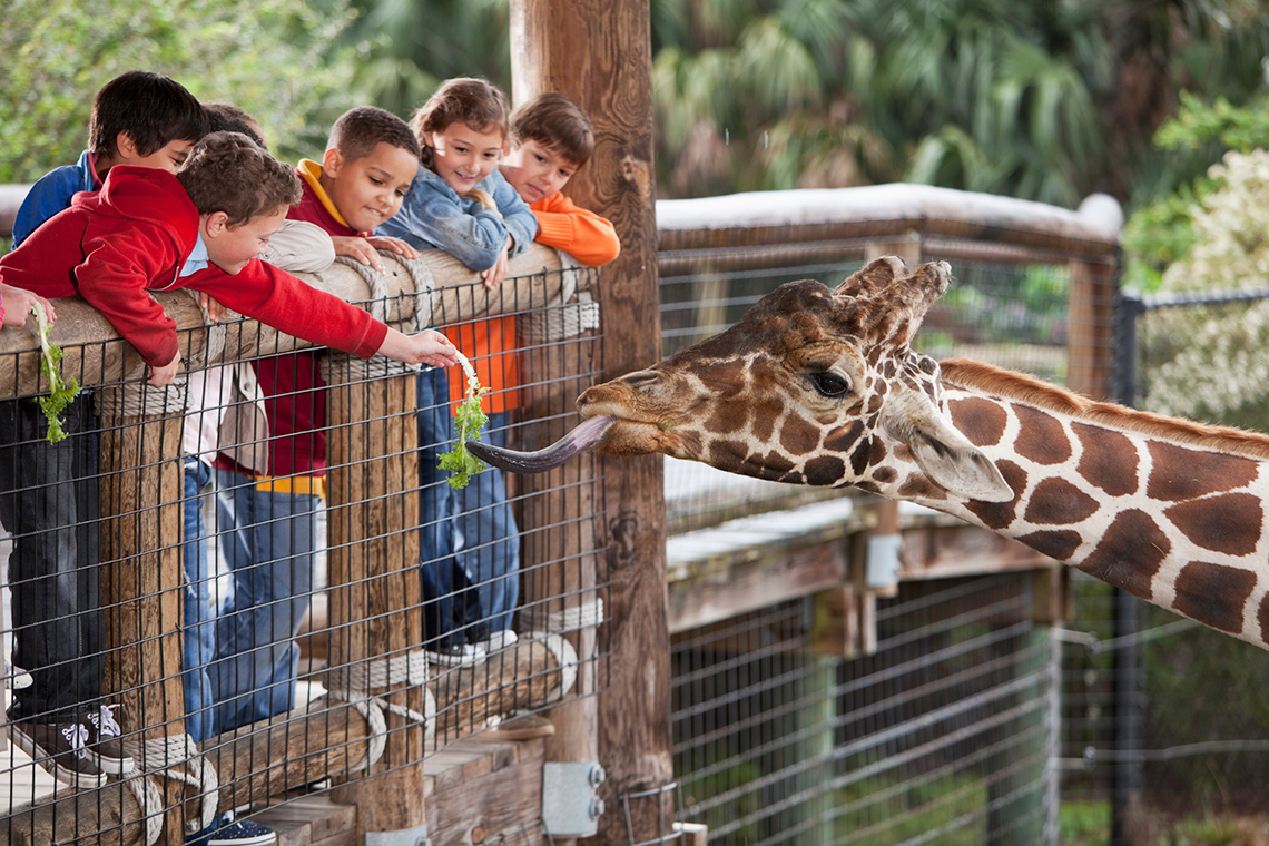 Students feeding a giraffe kale leaves over a fence.