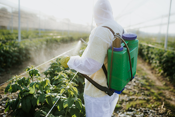 Someone in a full body suit spraying pesticides on plants.