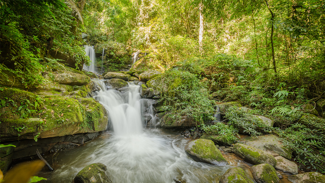 A tropical rainforest environment with many waterfalls, and a huge variety of green vegetation.