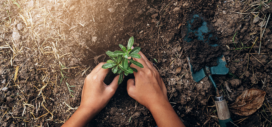 Planting a tree