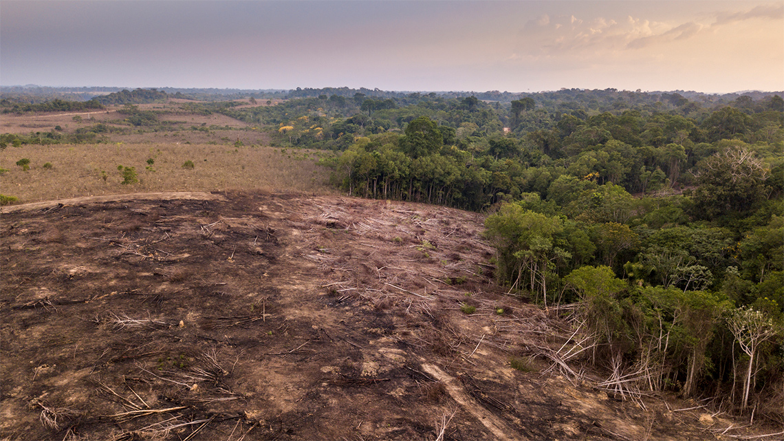 A large area of forest that has been cleared of trees.