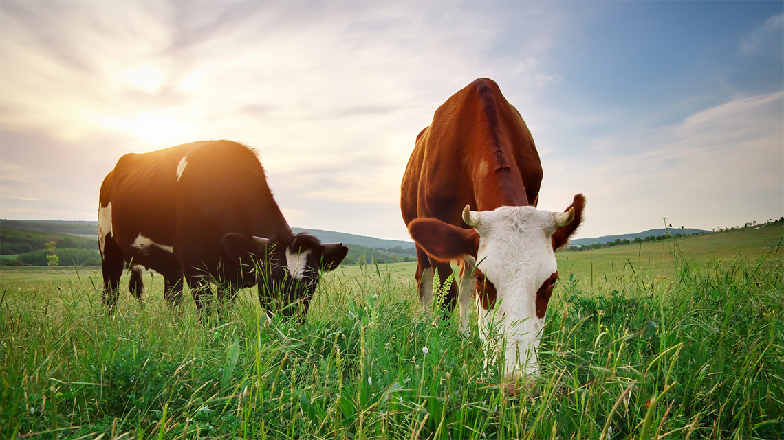 Cows standing in a field, eating grass.