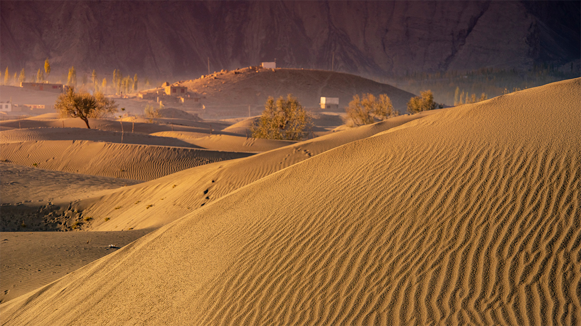 A sandy desert with only a few small trees in a dry climate.