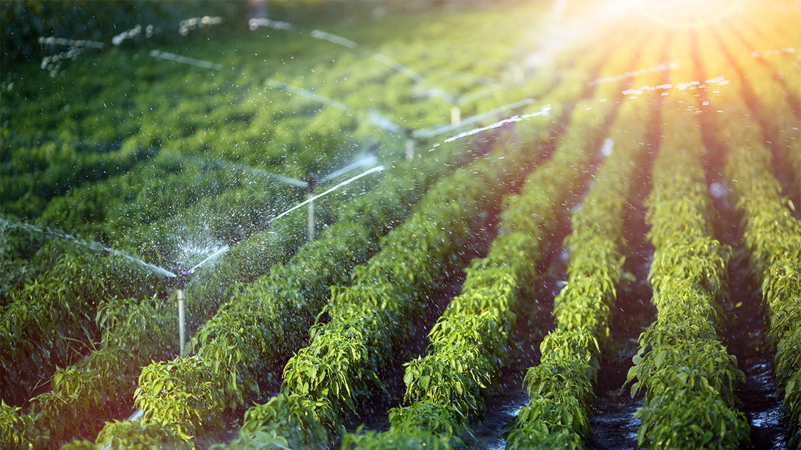 Irrigation System