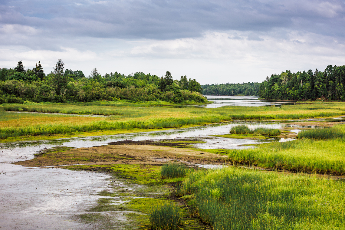 Flat grassy land that is marshy, spongy and covered in long grass or moss. Some areas are in
water.