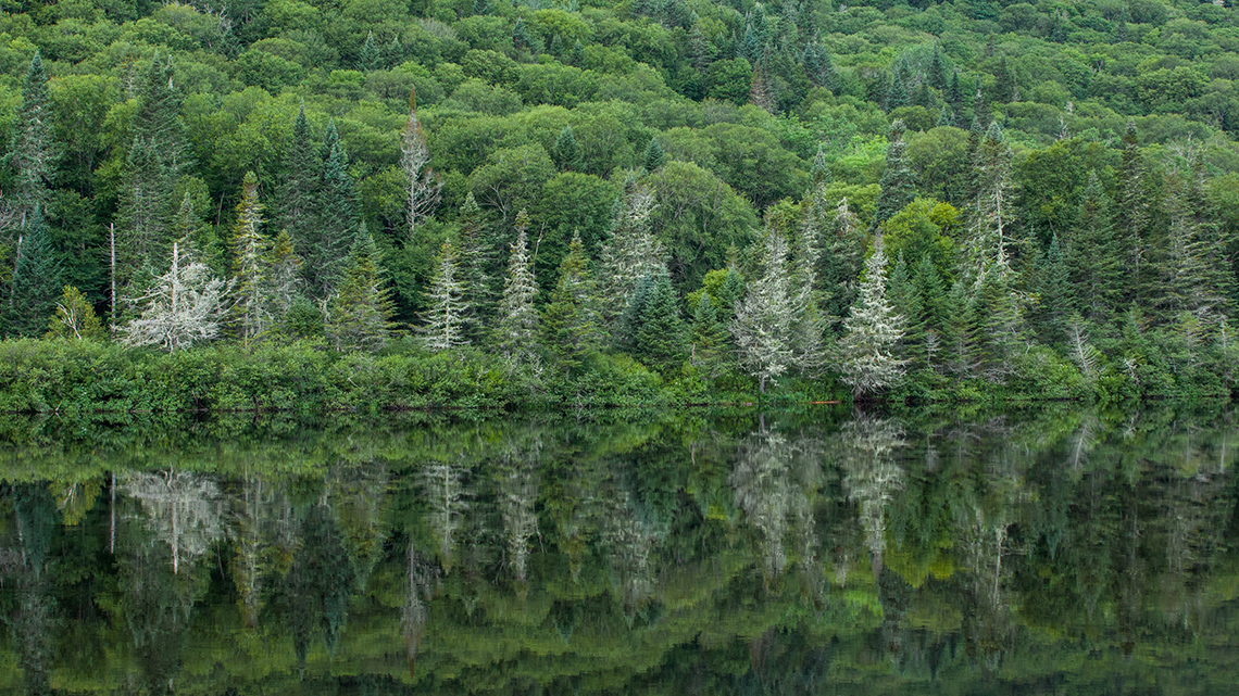 A lake with a forest of deciduous and coniferous trees that come right to the water’s edge.
