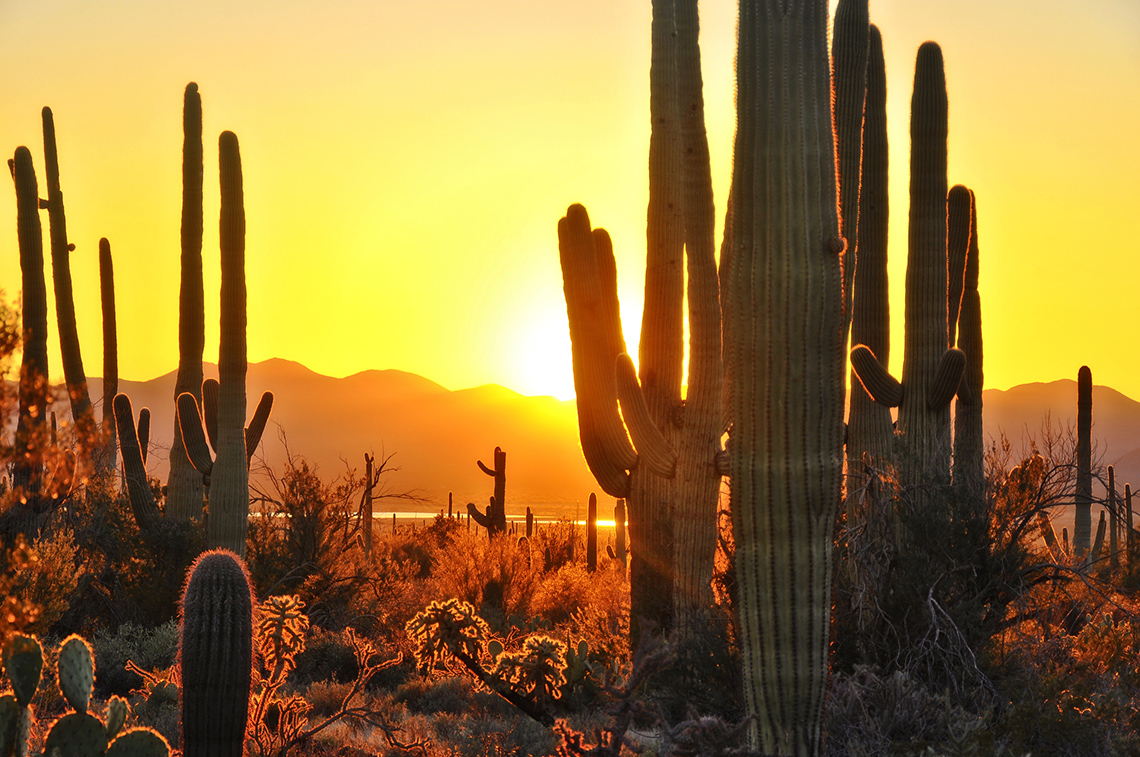 The land is covered in small bushes and different species of cacti.