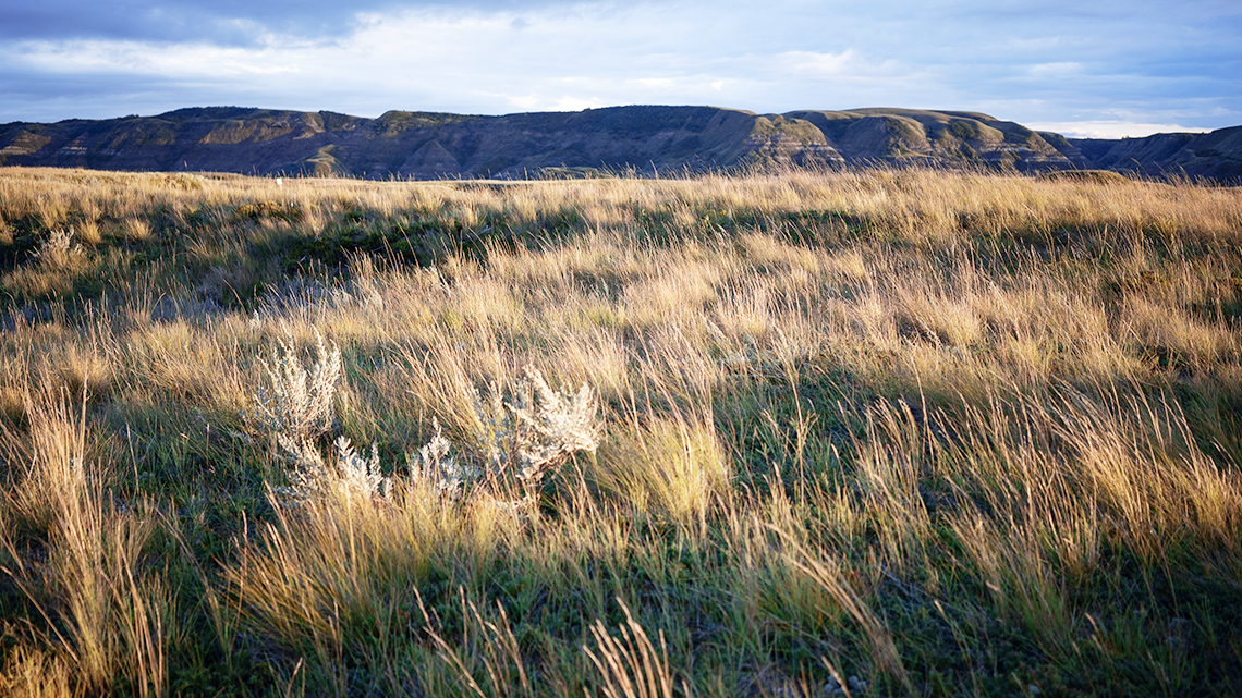 A flat landscape covered in diverse grasses.