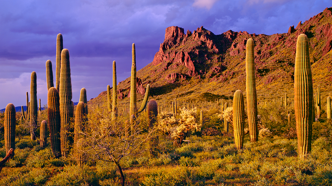 A hot and dry landscape with little vegetation except for cacti and small shrubs.
