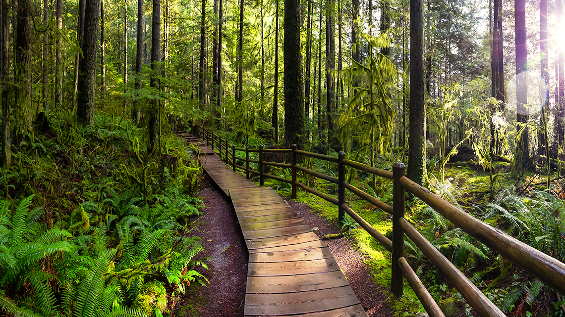 A lush landscape with many kinds of trees, ferns, and other vegetation.