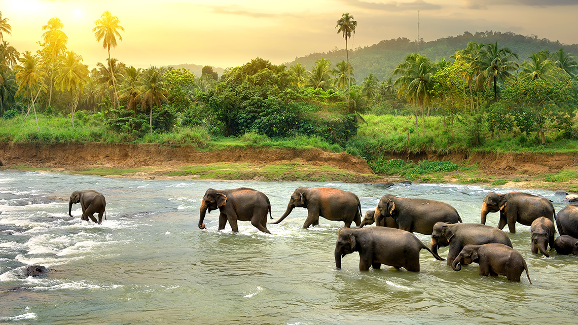 A small herd of elephants walks through a river in a jungle region.