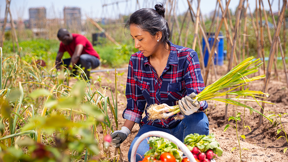 A woman and a man are working on a row of leafy greens.