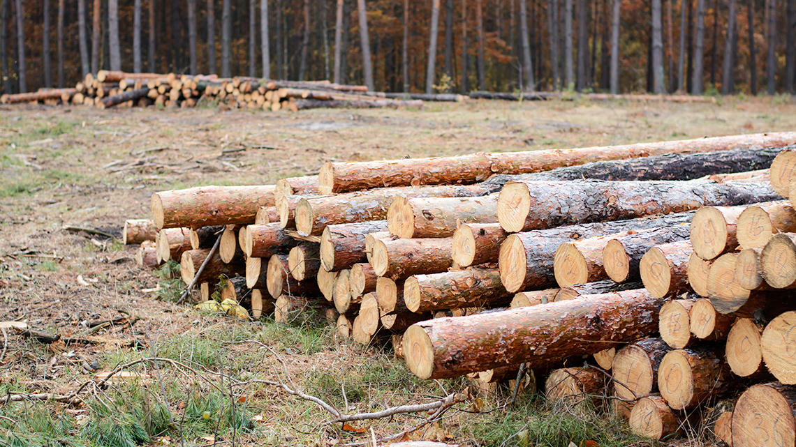 Freshly Harvested Pine Logs from a Pine Forest An image of a pile of freshly harvested pin logs with a pine forest in the background