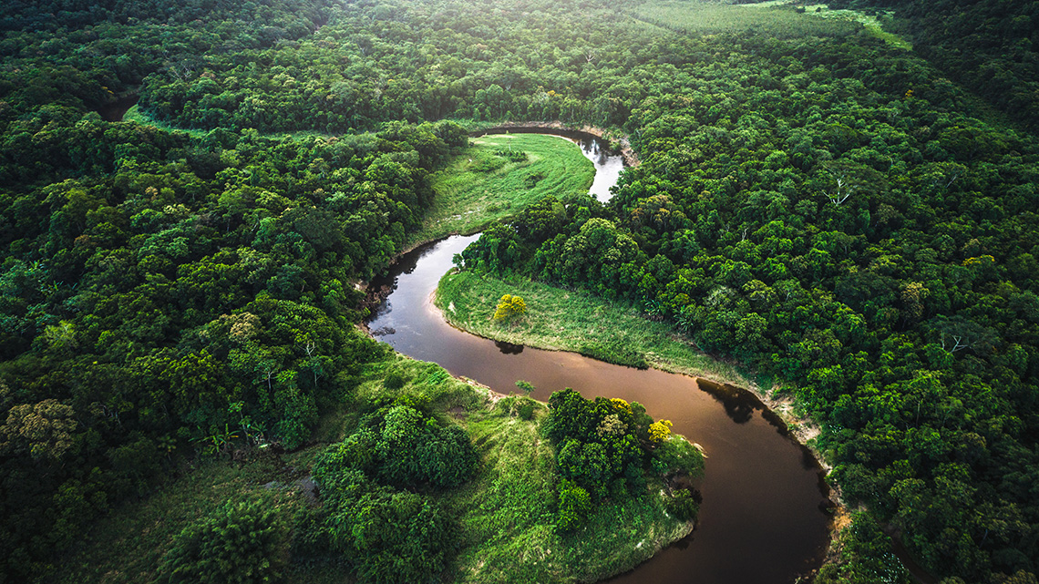 The Mata Atlantic Forest in Brazil A dense green forest with the curving Amazon River flowing through it.