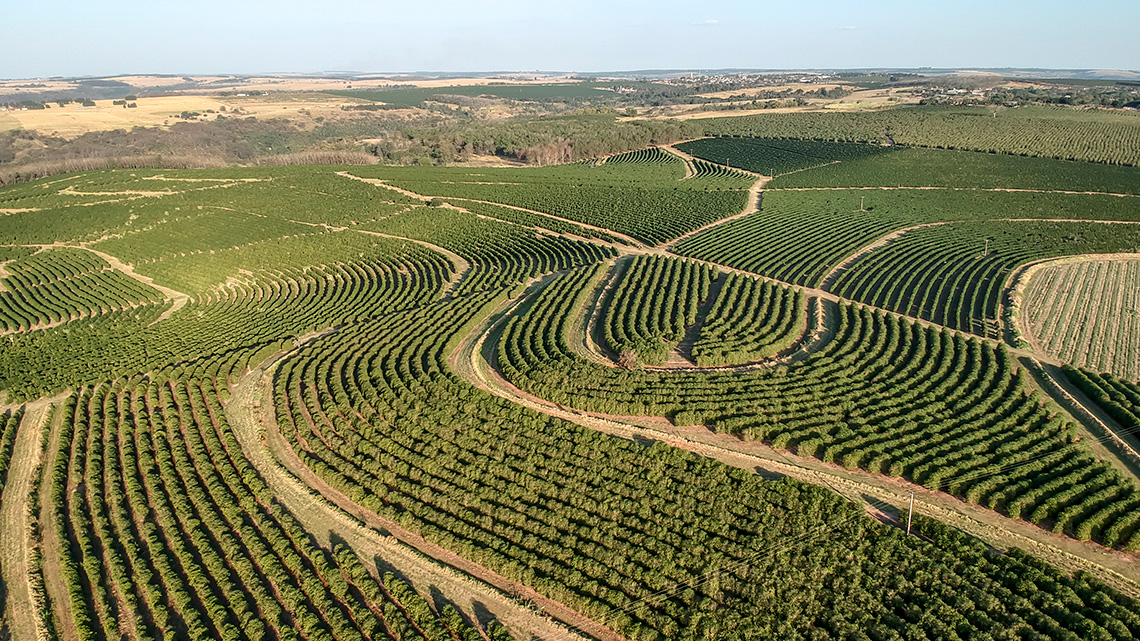 Agricultural Fields of Coffee Being Grown in Brazil An aerial image of large agricultural fields all filled with green coffee plants.