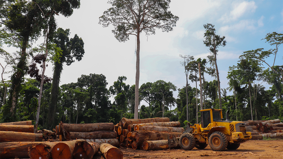 A construction vehicle arranges cut down wood logs in front of a forest.