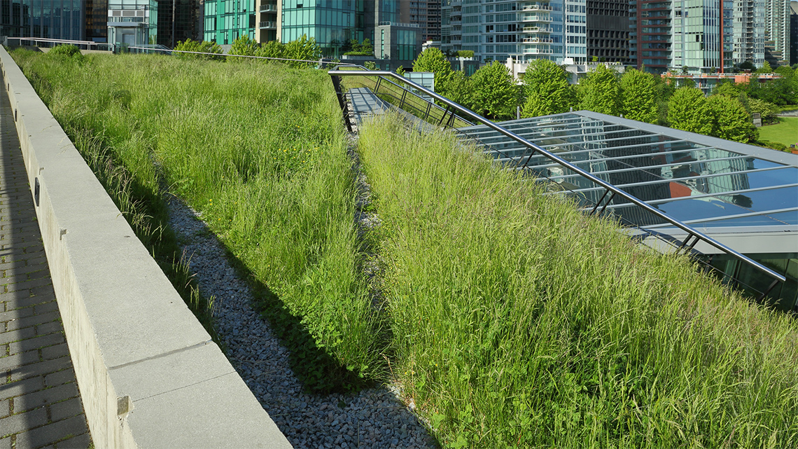 A Rooftop Garden in Vancouver, British Columbia A rooftop garden of green grass on top of a building.