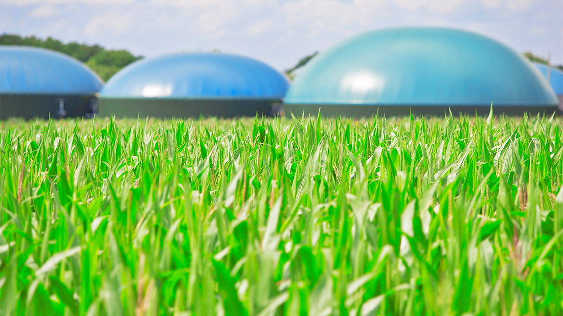 This image shows a field of grass. In the background are 3 large dome shaped structures.