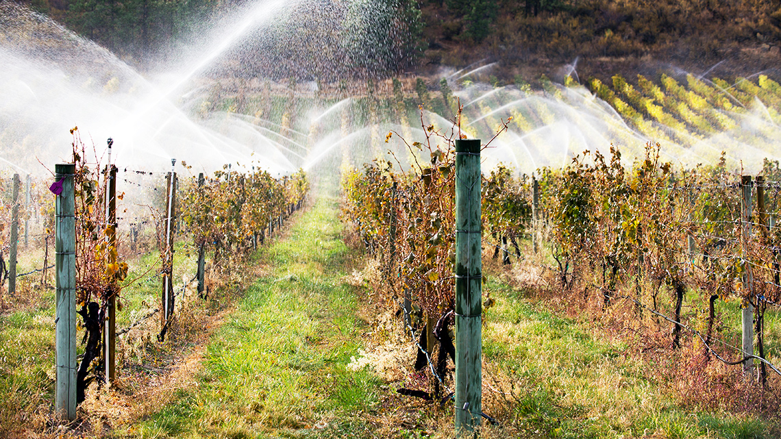 Shows a ditch filled with water beside grave vines on a California vineyard.