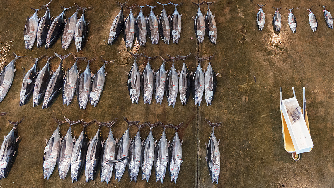Shows fish in a market in Japan. There are rows of tuna fish on display for purchase by customers.