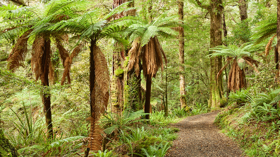 A Podocarpaceae coniferous tree in the lush forests of New Zealand.