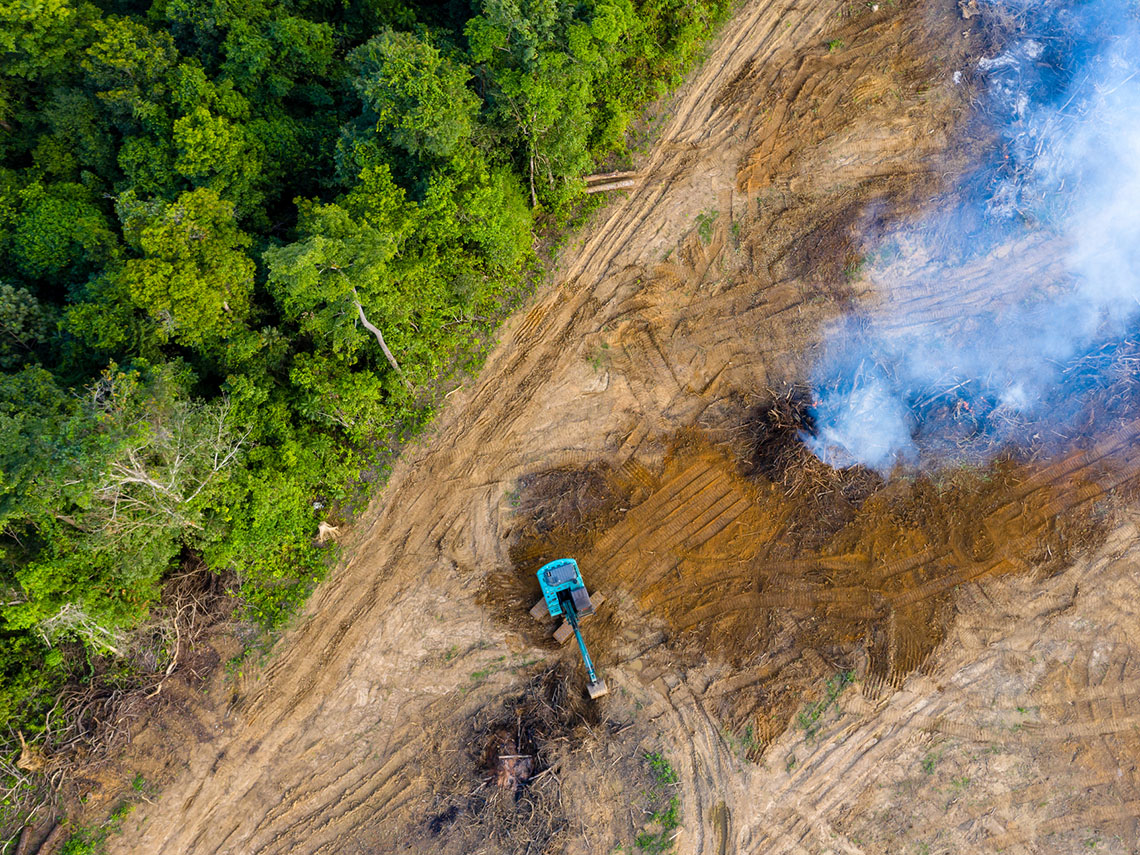 Trees have been cut and are being burned to clear a forested area.