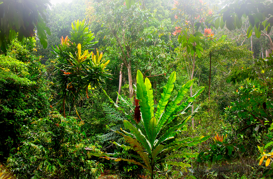 The image shows Dzanga-Sangha National Park in Central African Republic. There are many trees.