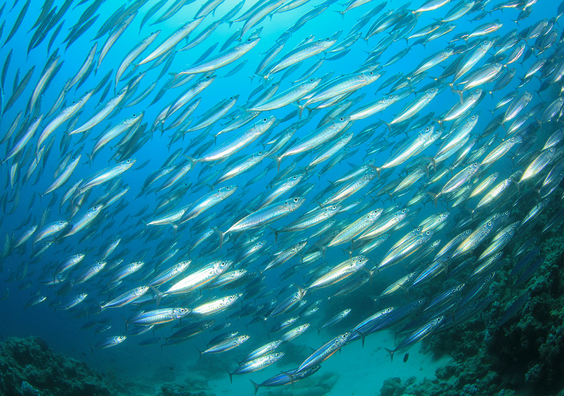 This image shows sardines. Fish are swimming closely together as birds dive to eat them.