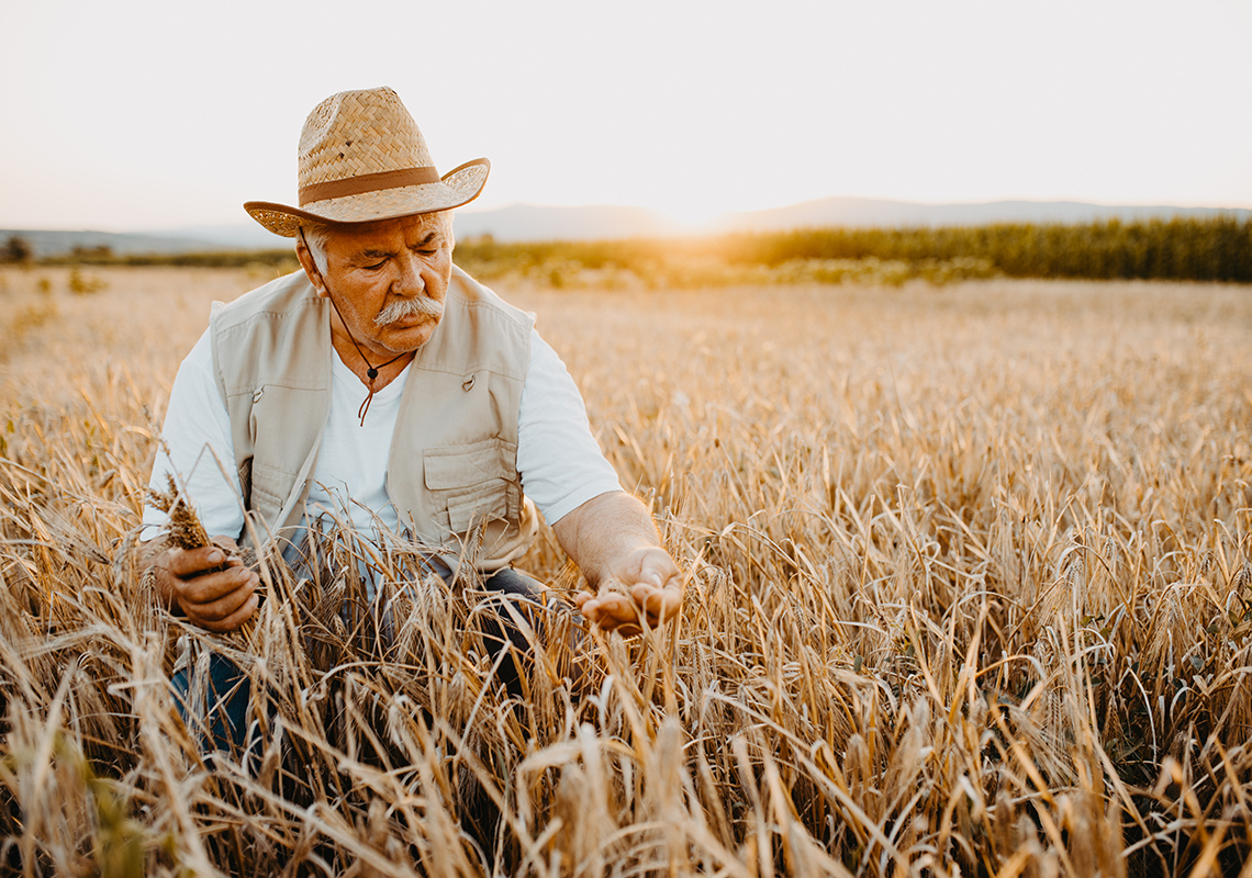 A farmer walks through a field of tall wheat, inspecting the plants before harvest time.