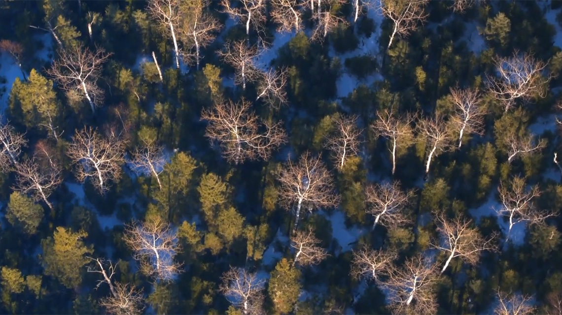 T An aerial image of a boreal forest.