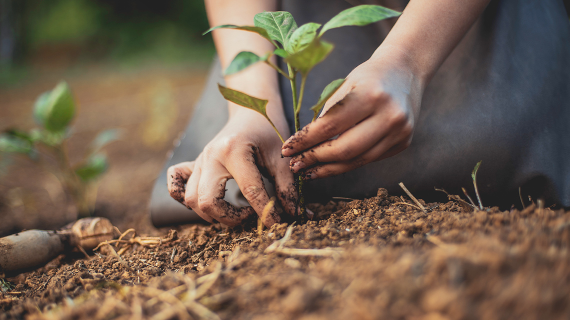 A person planting a seedling in the soil.