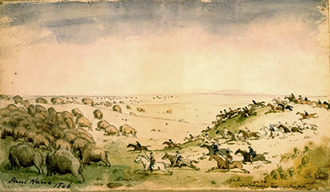 A landscape painting by Paul Kane (1864) of Métis on horses chasing a Buffalo herd towards the west.