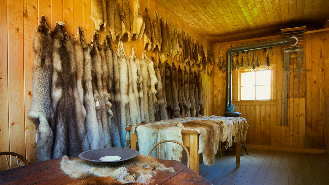 A room in a hut made of wood with furs hung on the wall and 2 tables displaying furs.