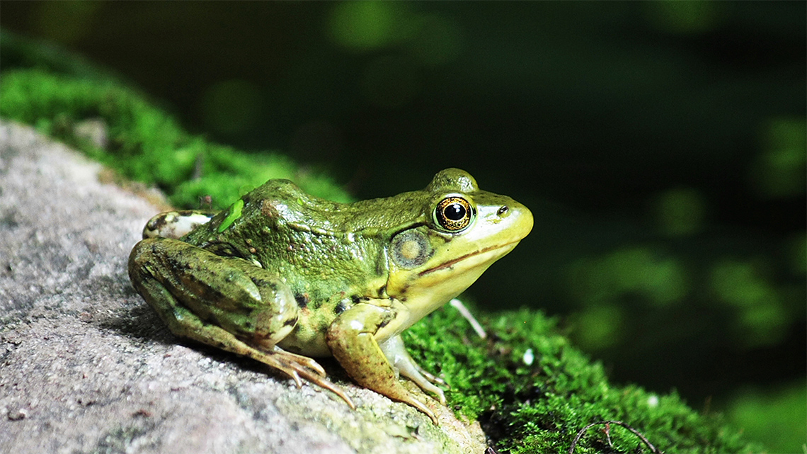 A frog is on a rock, front legs and rear legs are bent underneath the frog.