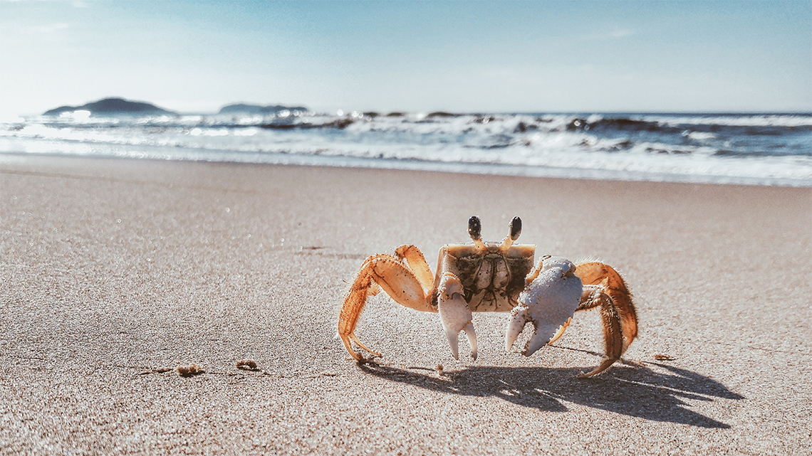 A crab is walking on all its arms and legs on sand by a beach.
