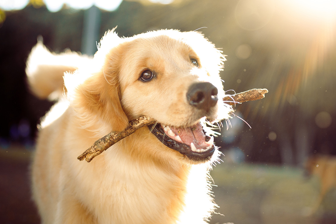 A Labrador dog with a stick in their mouth.