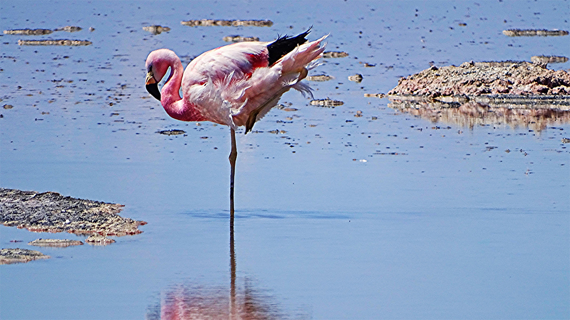 There is a flamingo balancing on one leg in the water. 