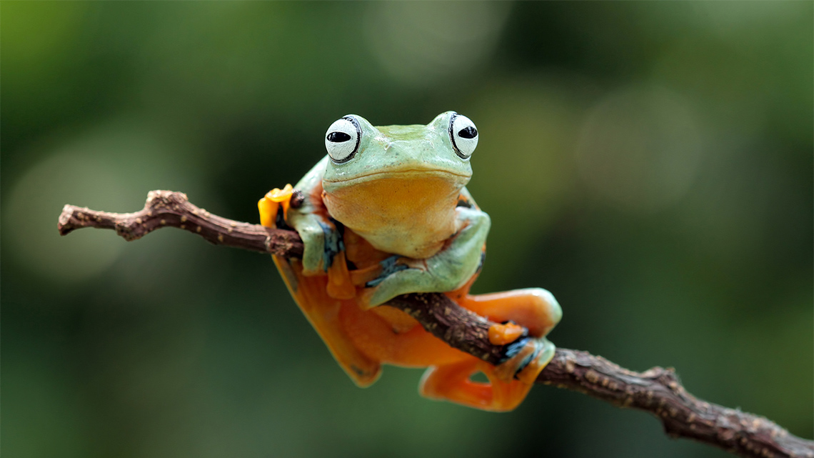 There is a frog with its legs wrapped around the stem of a plant.